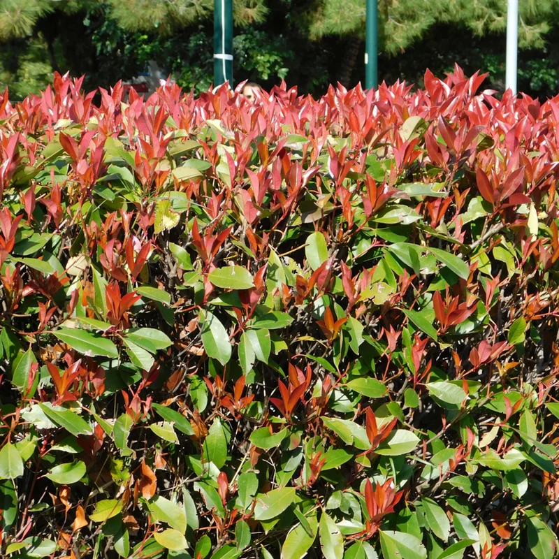 Rote Glanzmispel-Hecke 'Red Robin'