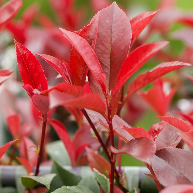 Rote Glanzmispel-Hecke 'Red Robin'