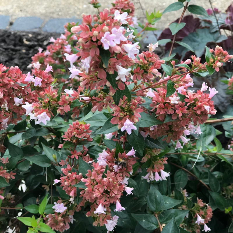Abelie 'Raspberry Profusion'
