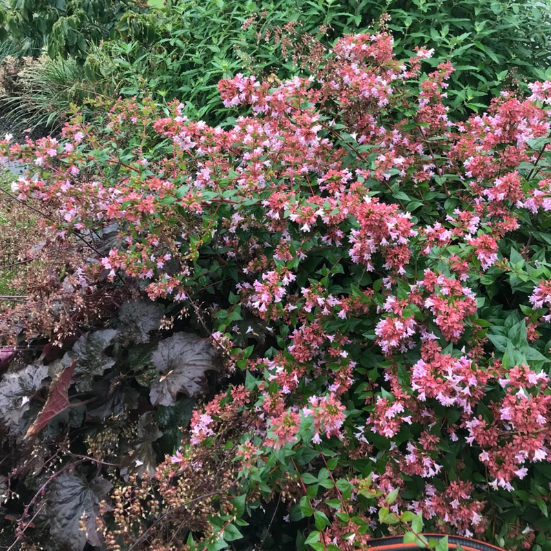 Abelie 'Raspberry Profusion'