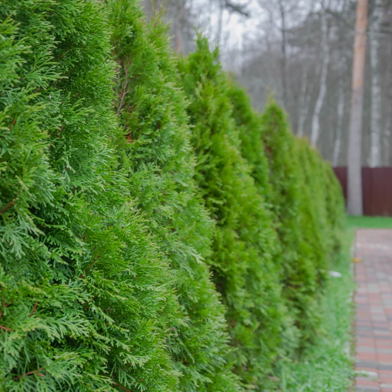 Lebensbaum-Hecke 'Brabant'