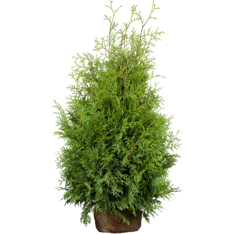 Lebensbaum-Hecke 'Brabant'