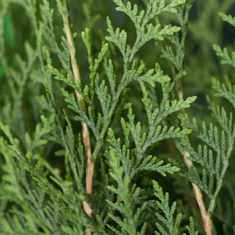 Lebensbaum-Hecke 'Brabant'