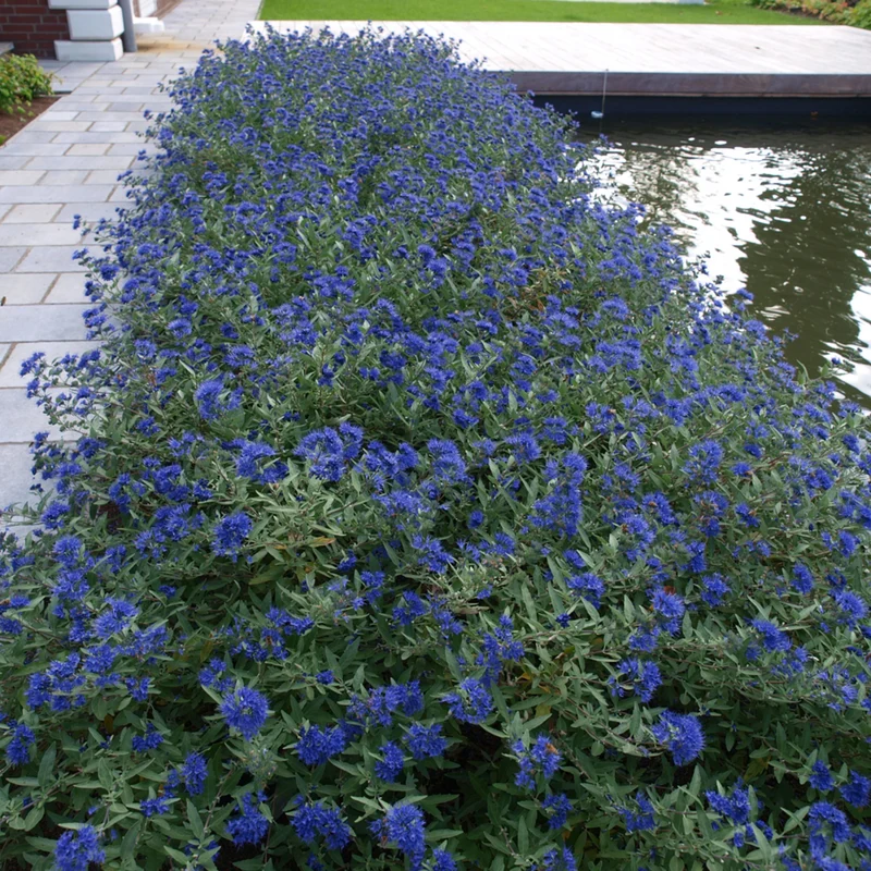 Bartblume 'Blauer Spatz®'