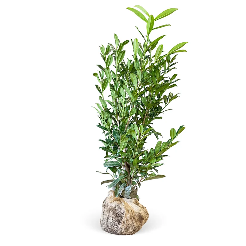 Kirschlorbeer-Hecke 'Caucasica'