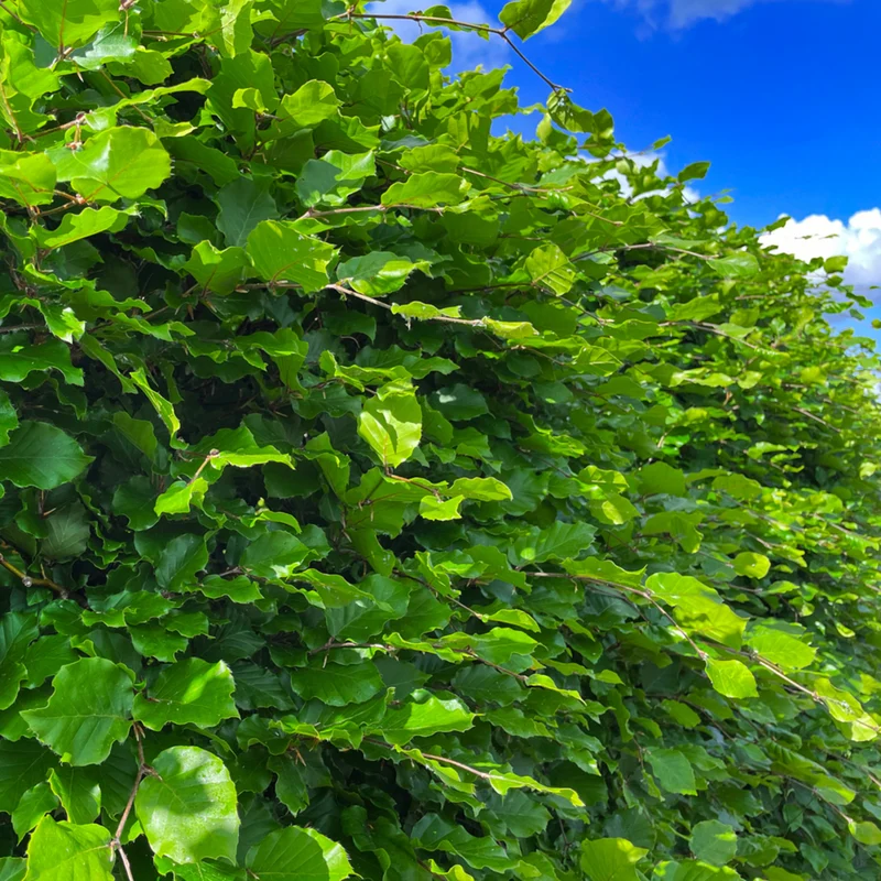 Rotbuche-Hecke