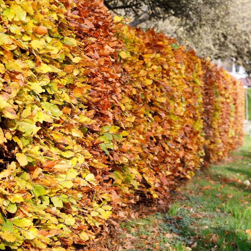 Rotbuche-Hecke