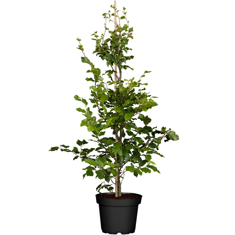 Rotbuche-Hecke