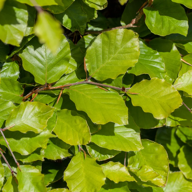Rotbuche-Hecke