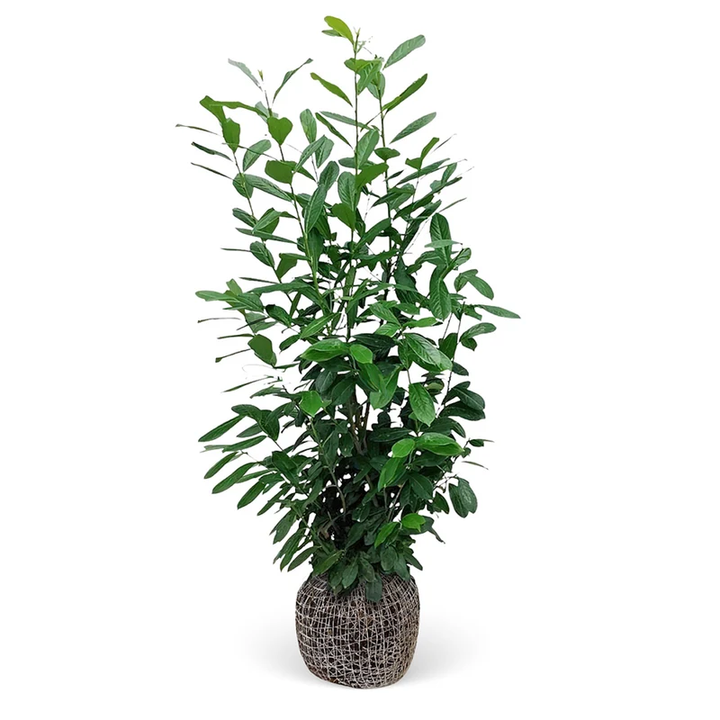 Kirschlorbeer-Hecke 'Novita'