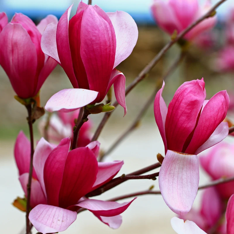 Magnolie 'Fire'