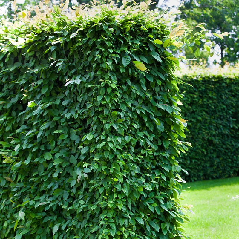 Hainbuche-Hecke