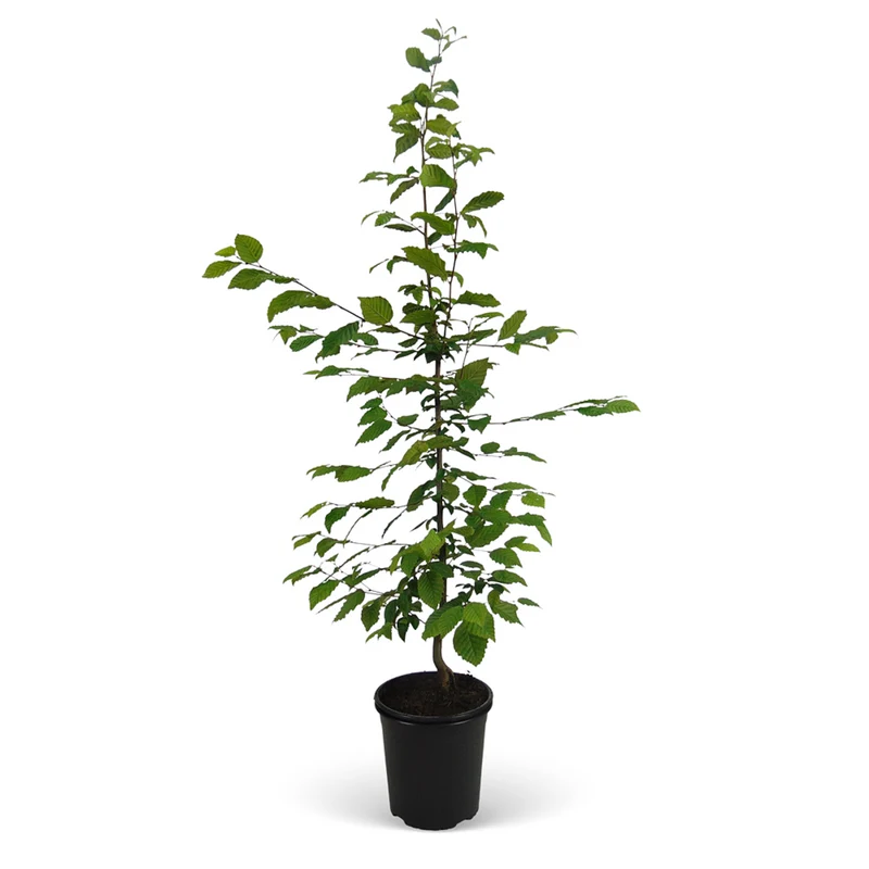 Hainbuche-Hecke