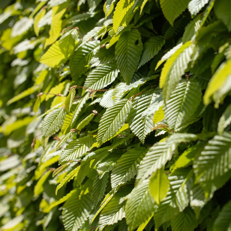 Hainbuche-Hecke