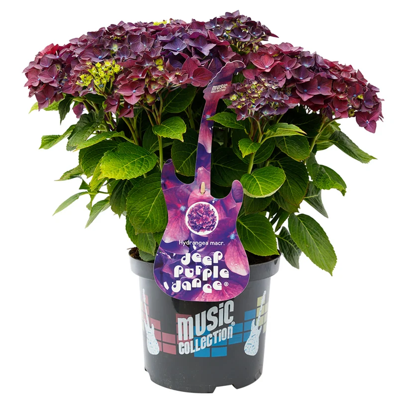 Bauernhortensie 'Music Collection Deep Purple Dance®'