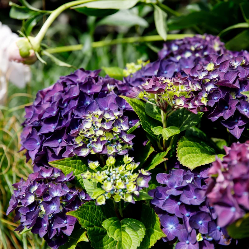 Bauernhortensie 'Music Collection Deep Purple Dance®'