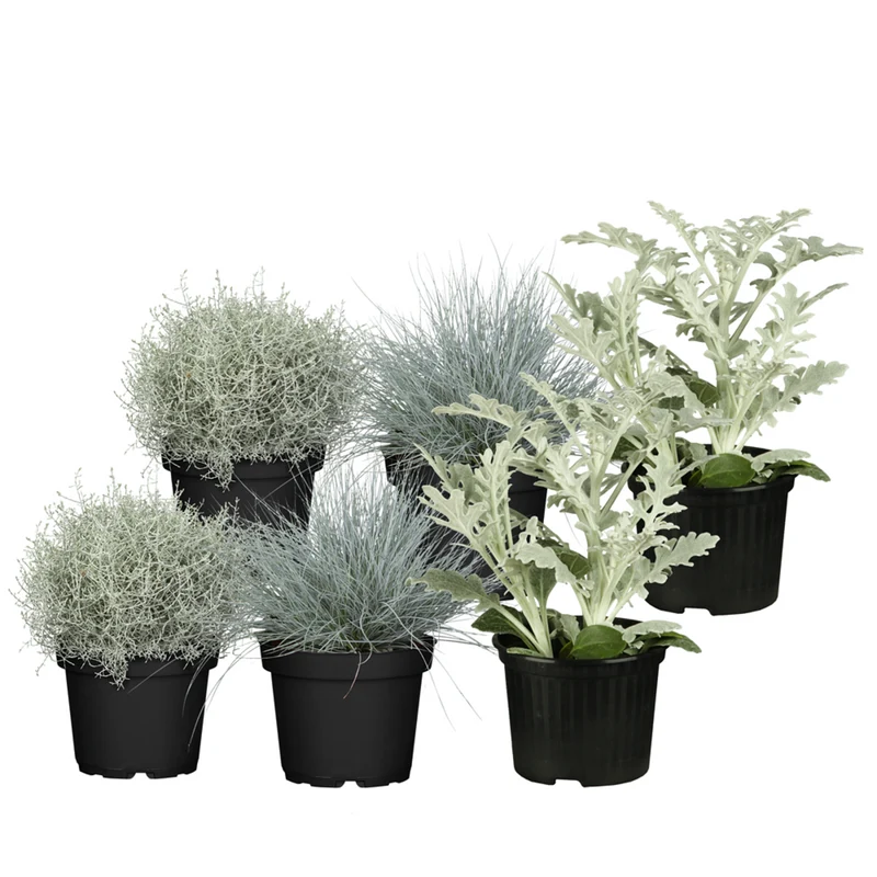 Balkonblumen "Silberner Herbst"
