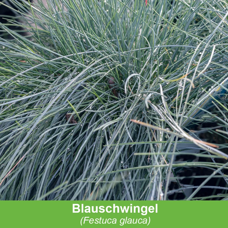 Balkonblumen "Silberner Herbst"