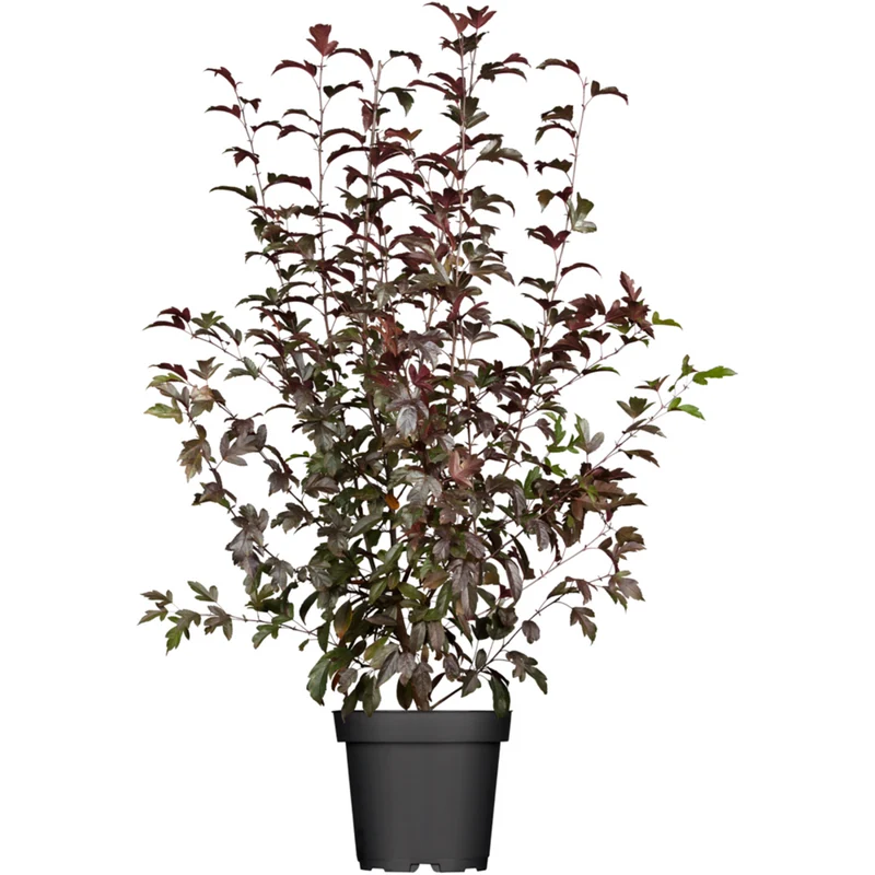 Zierapfel 'Coccinella®'