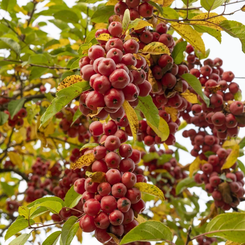 Zierapfel 'Red Sentinal'