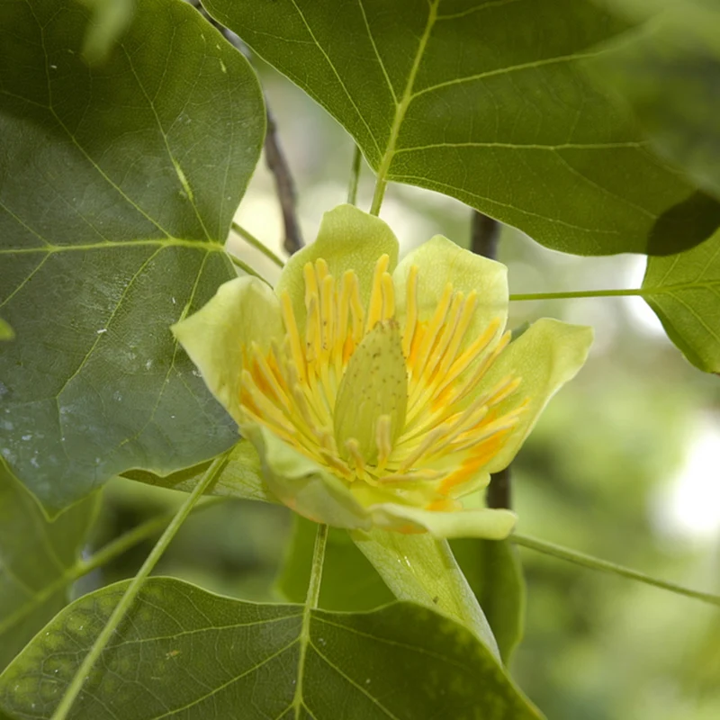 Tulpenbaum
