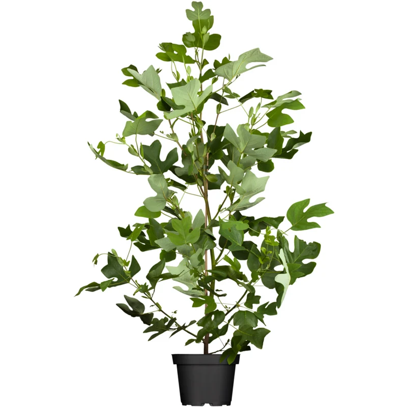 Tulpenbaum