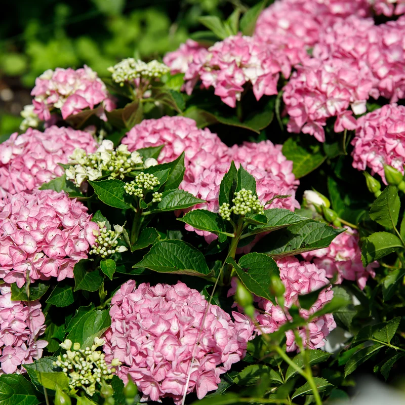 Bauernhortensie 'Forever & Ever®Hortbux'