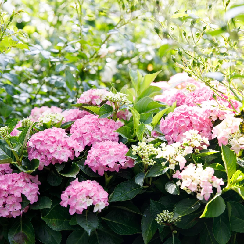 Bauernhortensie 'Forever & Ever®Hortbux'