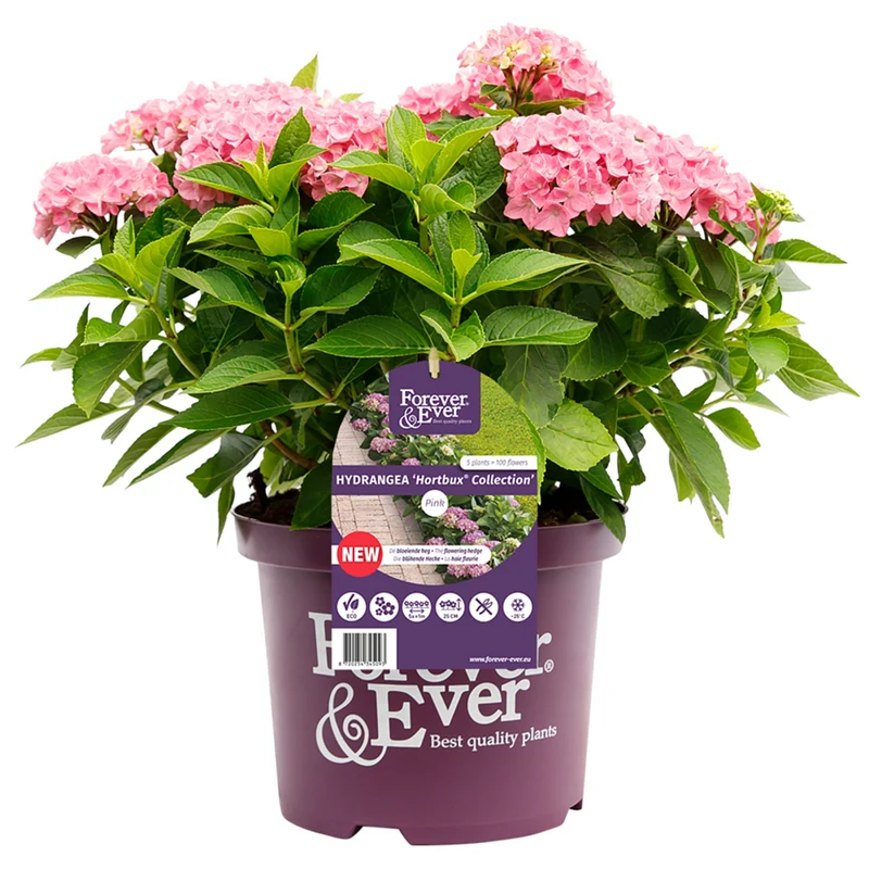 Bauernhortensie 'Forever & Ever®Hortbux'