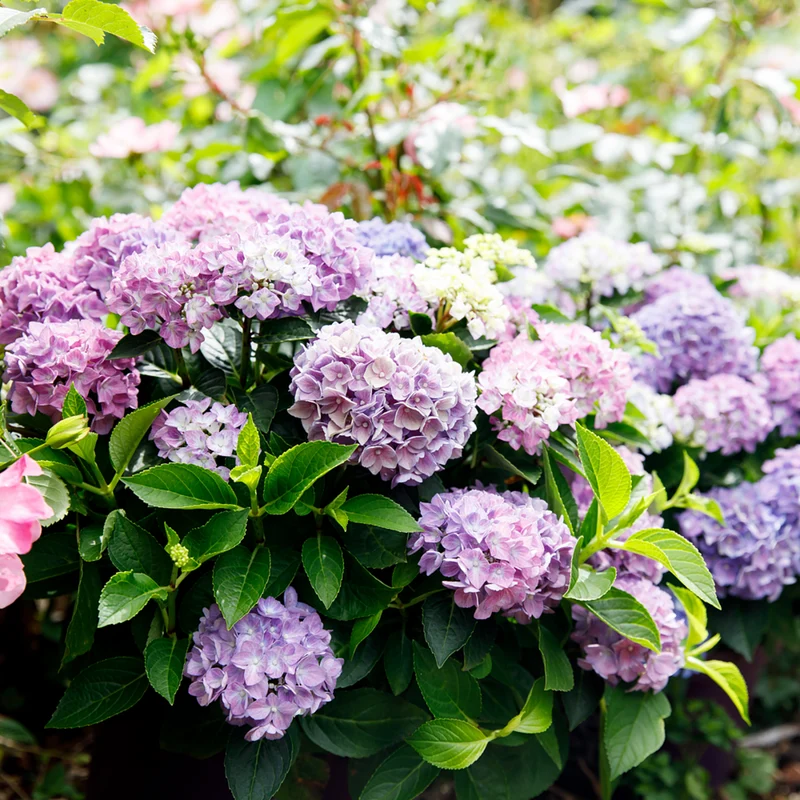 Bauernhortensie 'Forever & Ever®Hortbux'