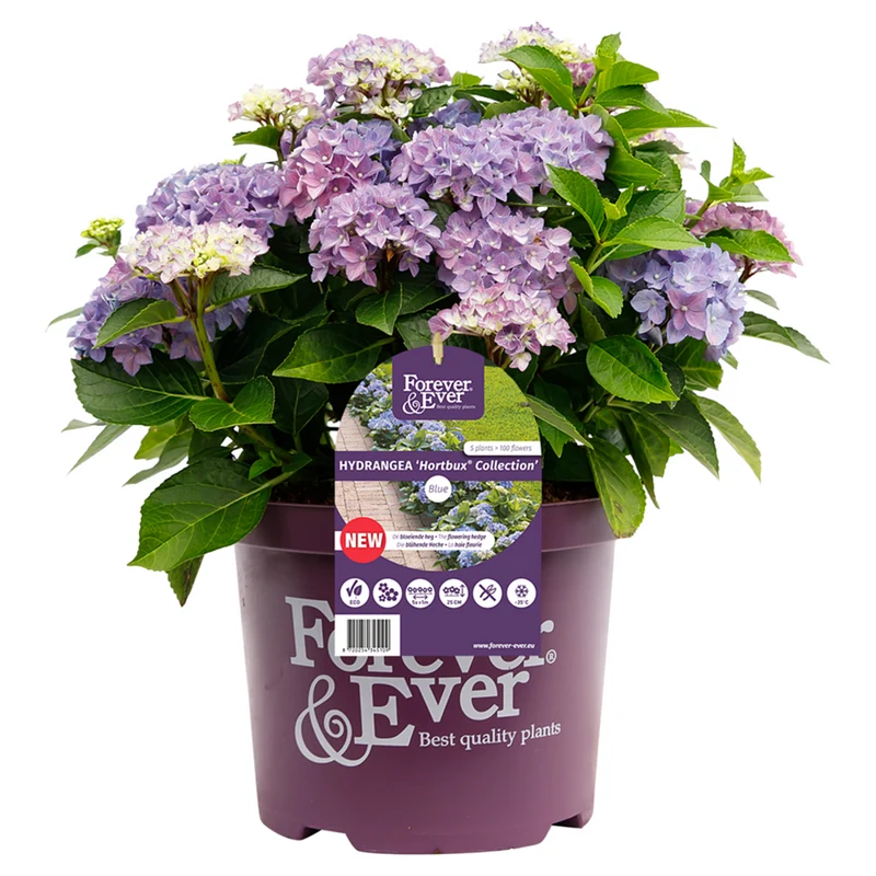 Bauernhortensie 'Forever & Ever®Hortbux'