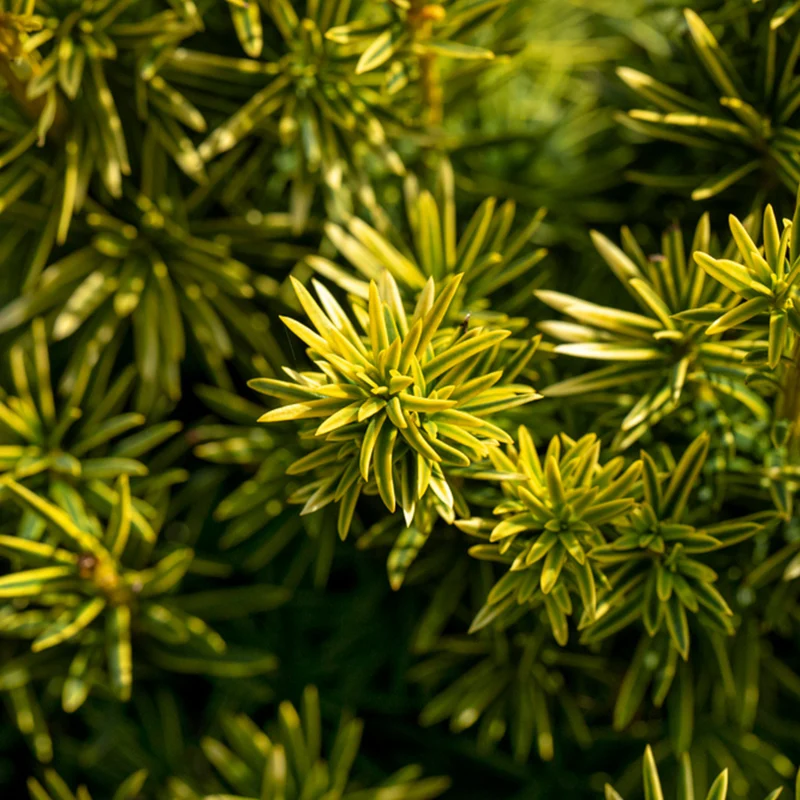 Gelbe-Säulen-Eibe 'Fastigiata Aureomarginata'