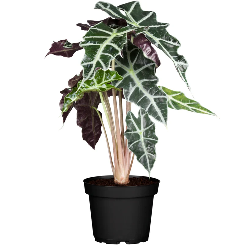 Elefantenohr 'Polly'