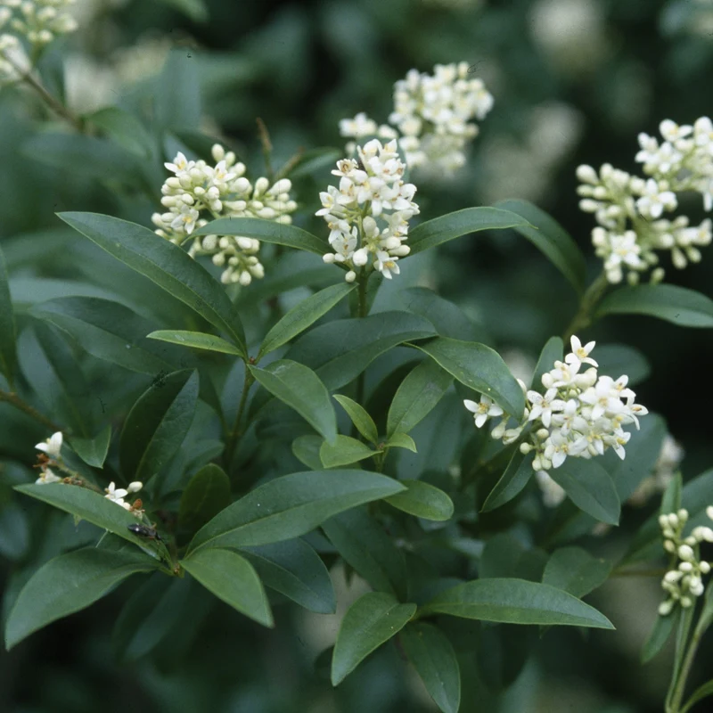 Liguster 'Atrovirens'