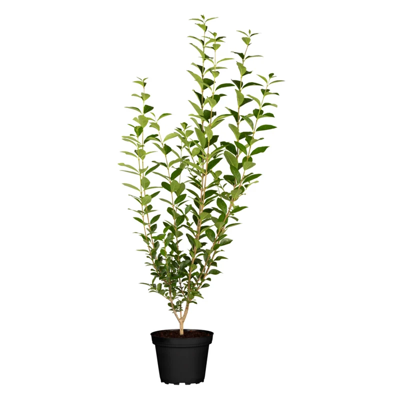 Liguster 'Atrovirens'