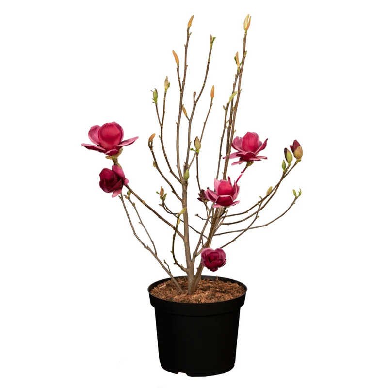 Tulpenmagnolie 'Genie®'