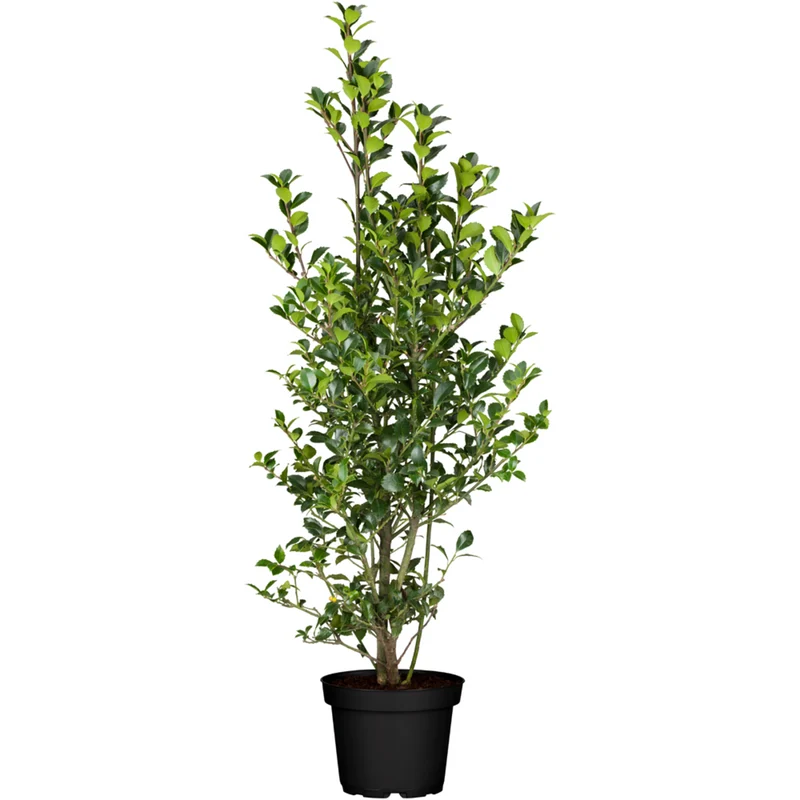 Stechpalme 'Heckenfee®'