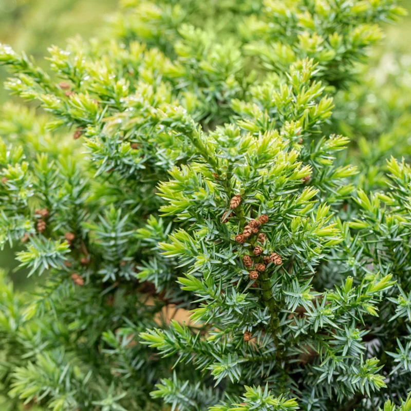 Chinesischer Wacholder 'Blue Alps'