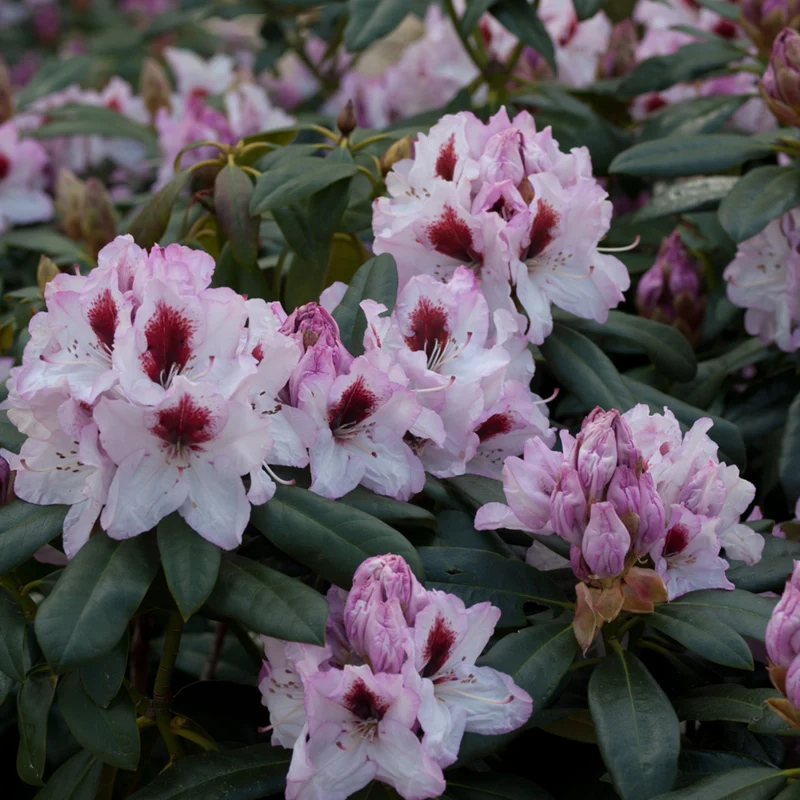 Rhododendron 'Graffito®'