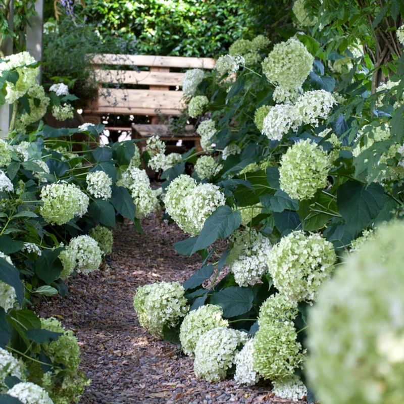 Schneeballhortensie 'Annabelle®'