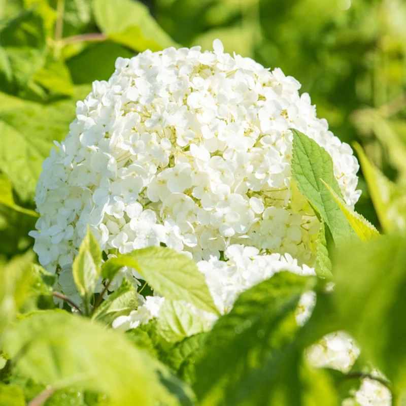 Schneeballhortensie 'Annabelle®'