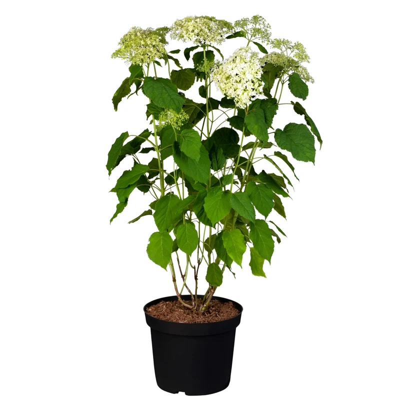 Schneeballhortensie 'Annabelle®'