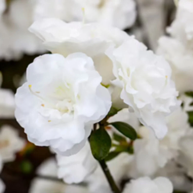 Japanische Azalee 'Schneeperle'