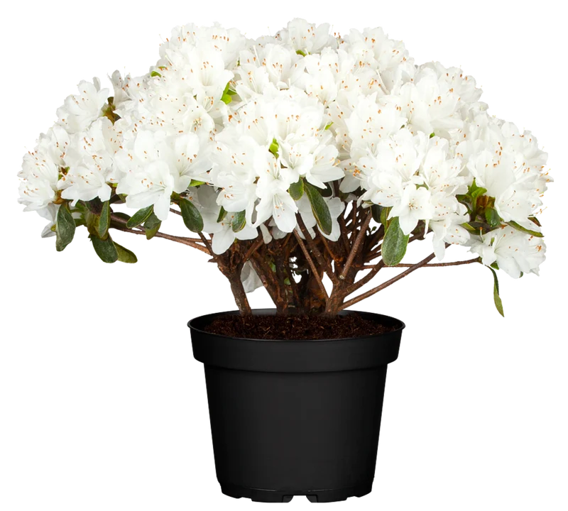 Japanische Azalee 'Schneeperle'