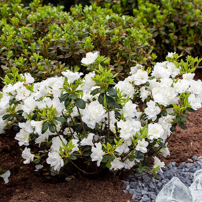 Japanische Azalee 'Schneeperle'