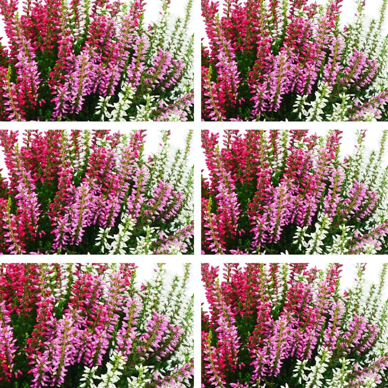 Buntes Besenheide-Set 'Trio Gardengirls®', 6 Pflanzen