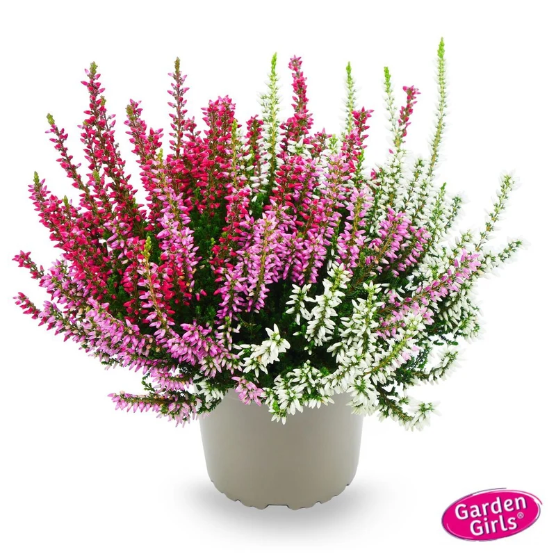 Buntes Besenheide-Set 'Trio Gardengirls®', 6 Pflanzen