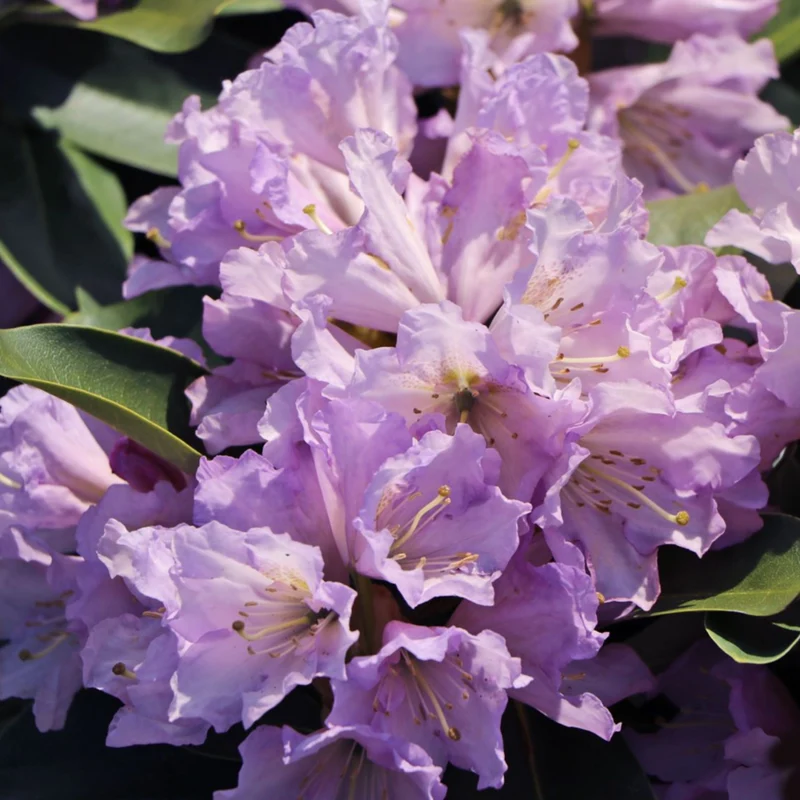 Rhododendron Inkarho® 'Dufthecke'