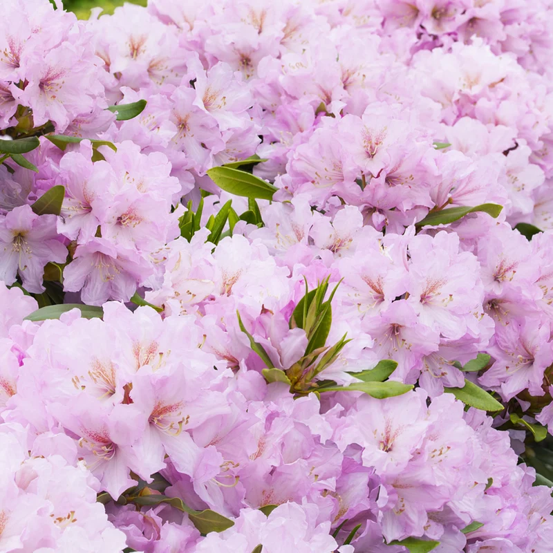 Rhododendron Inkarho® 'Dufthecke'