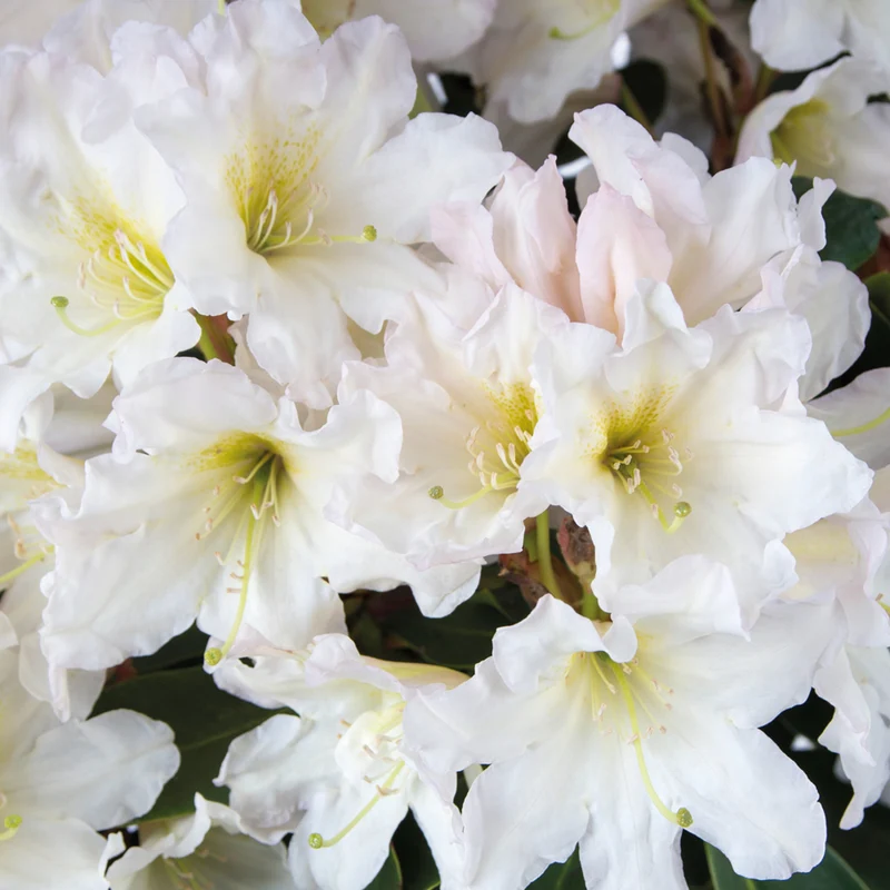 Rhododendron Inkarho® 'Dufthecke'
